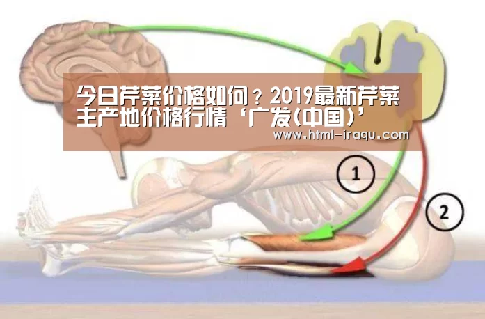 今日芹菜价格如何?2019最新芹菜主产地价格行情‘广发(中国)’(图1) 广发体育